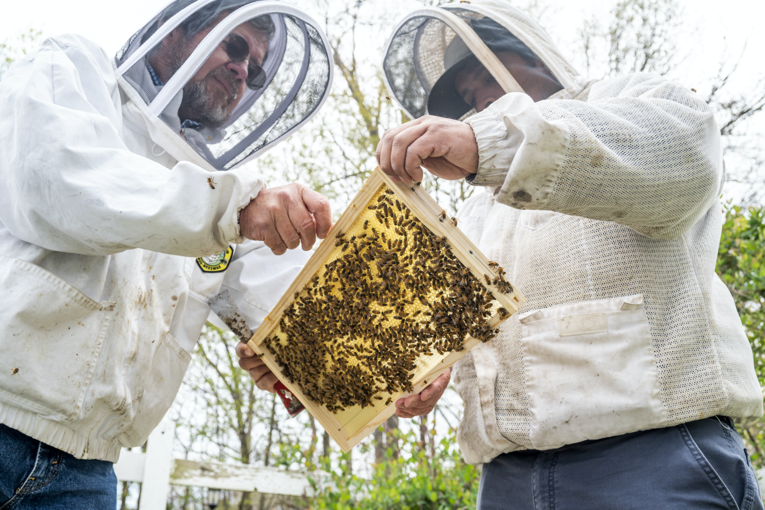 Honey Bee Initiative – Institute for a Sustainable Earth