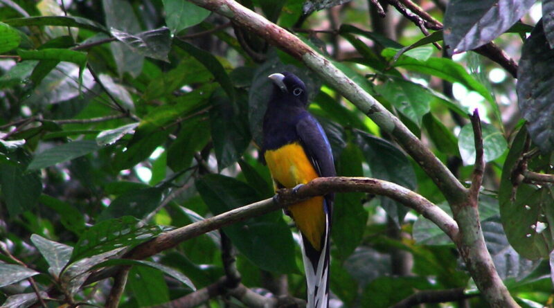 Mason study shows conservation of large areas will help protect the Amazon’s birds